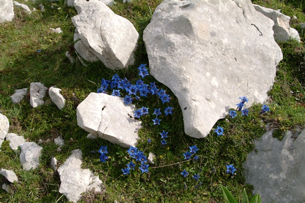 Genziana dinarica / Genziana degli Appennini